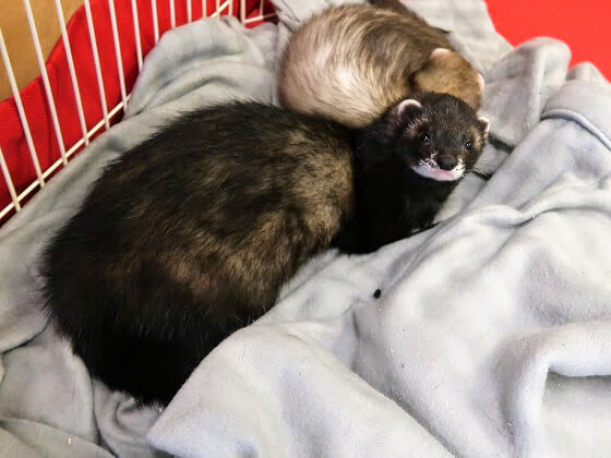 Solid store black ferret