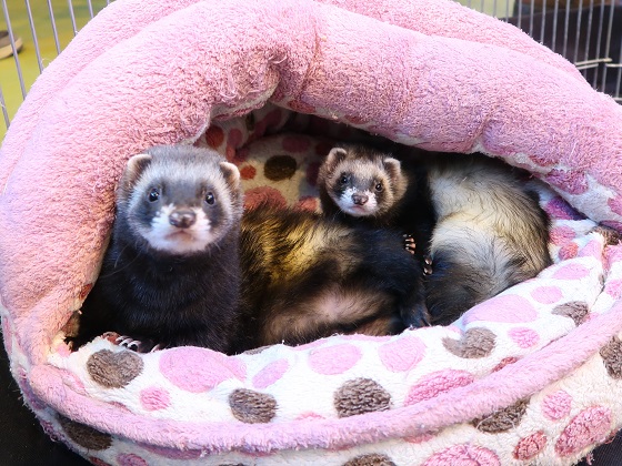 two sable ferrets