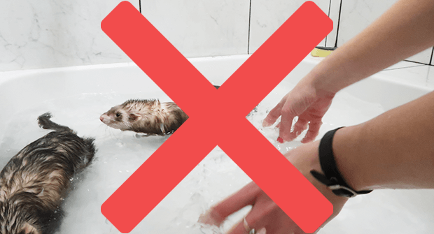 Do Ferrets Smell - Don’t bathe your ferrets