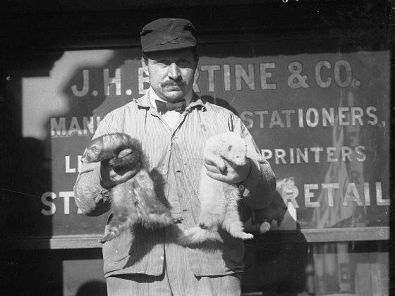 Ferret Domestication History - How & When It All Happened