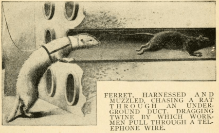 Ferret Domestication History - How & When It All Happened?