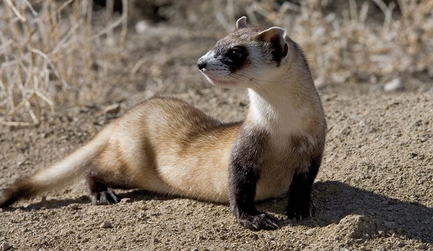 black footed ferret