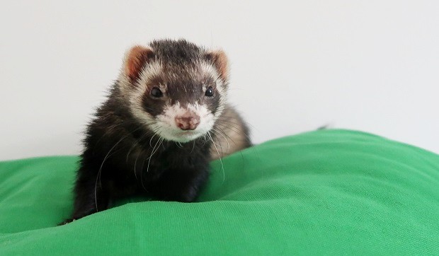 descented ferret