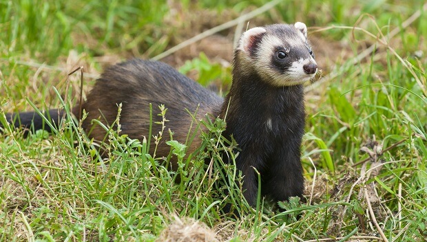 ferret ancestor european polecat