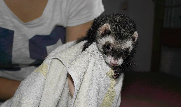 ferret flea bath