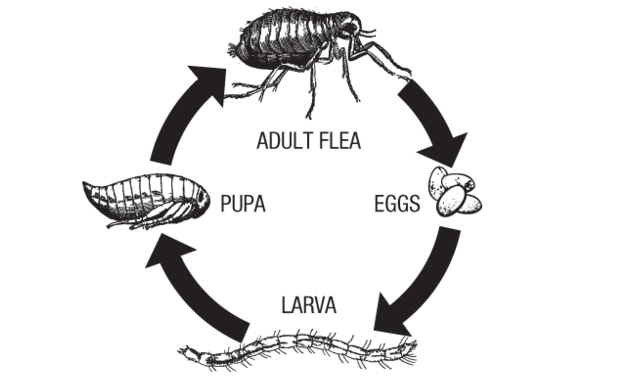 ferret flea life cycle