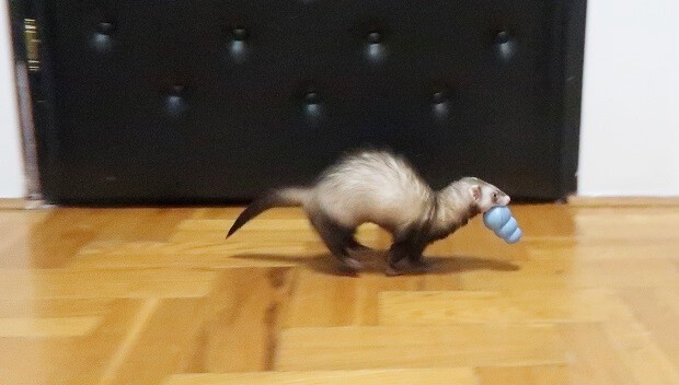 ferret stays indoor to avoid fleas