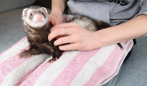 ferrets and fleas check