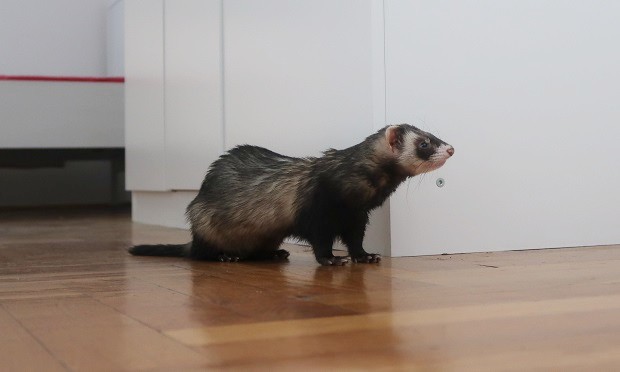 fix your ferret to reduce ferret smell