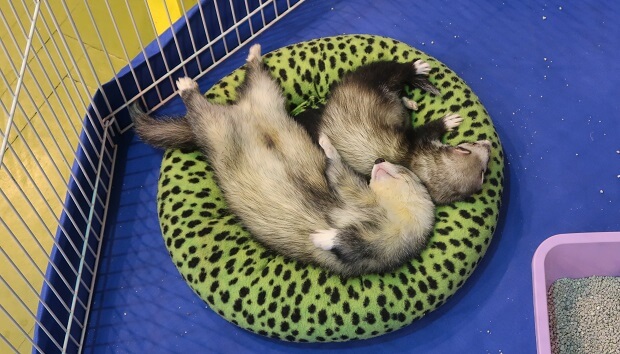 male and female ferret smell