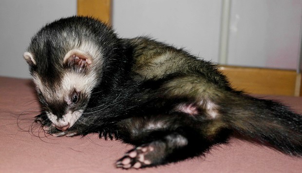 my ferret has fleas