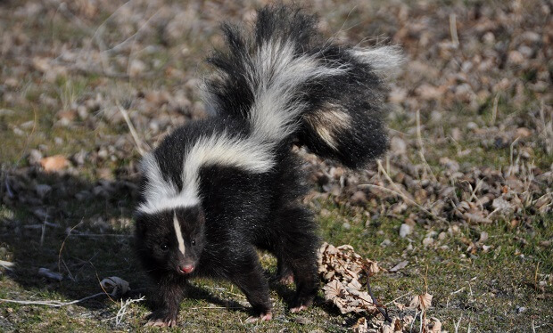 skunk smell bombs