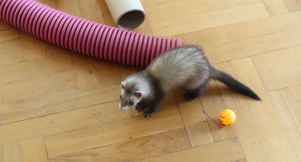 Ferret stink hot sale