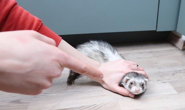 OPTION 2 Gently Pinch Ferret To The Ground And His