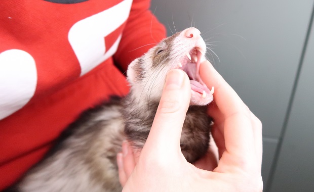 Press The Corner Of The Ferrets Mouth