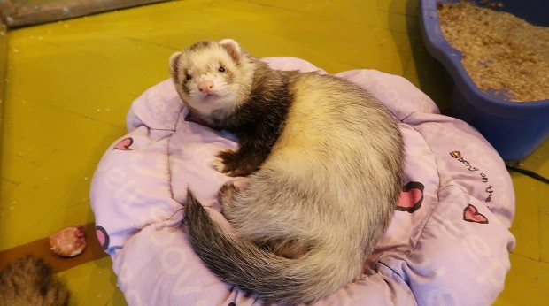 Ferret biting best sale