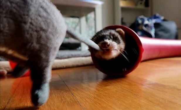 ferret chewing on plastic