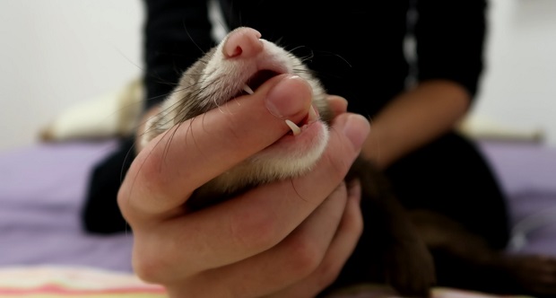 do pet ferrets bite