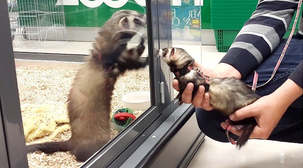 ferret bite training