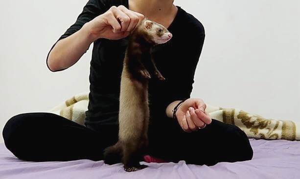 how to get a ferret to stop biting