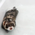 Bathing ferrets How Often Should You Bathe A Ferret