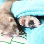 Ferret Sleeping 101 How and where do ferrets sleep