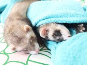 Ferret Sleeping 101 How and where do ferrets sleep