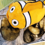 Ferret body types Bulldog, Greyhound And Whippet Ferrets