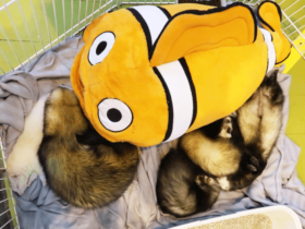 Ferret body types Bulldog, Greyhound And Whippet Ferrets