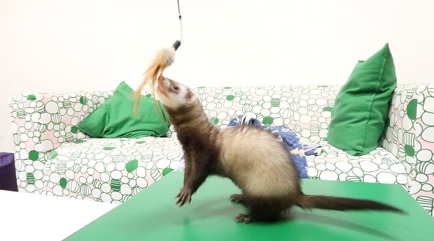 How To Get A Ferret To Sleep