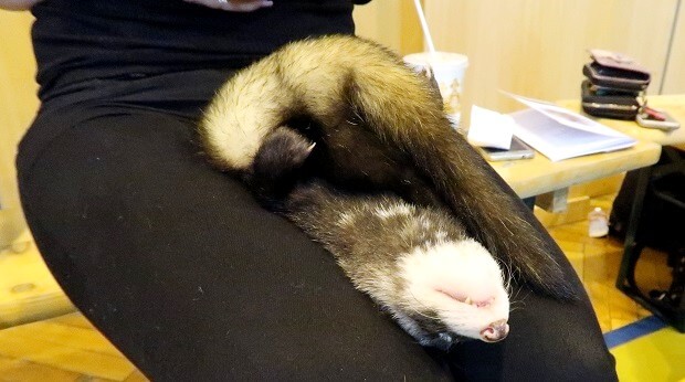 Ferret sleeping hot sale