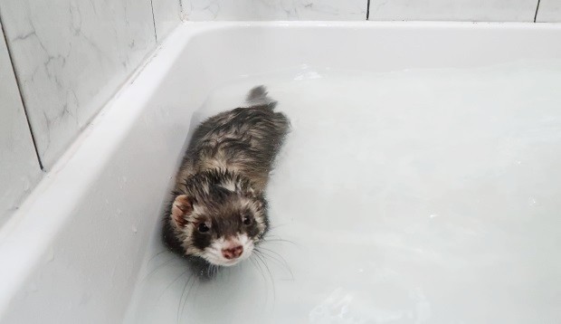 bathing ferrets