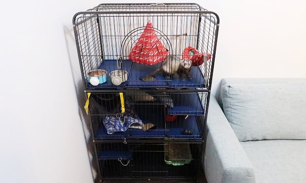 Best Ferret Cage In 2021 Full Buying Guide By Ferret Owner