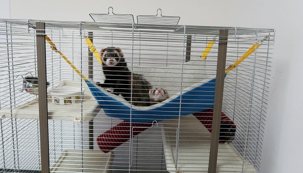 big ferret cage