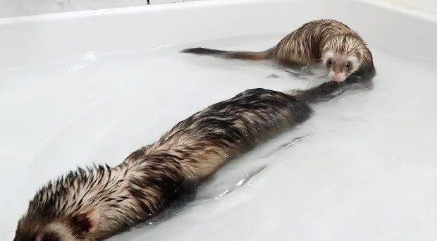 can you bathe ferrets