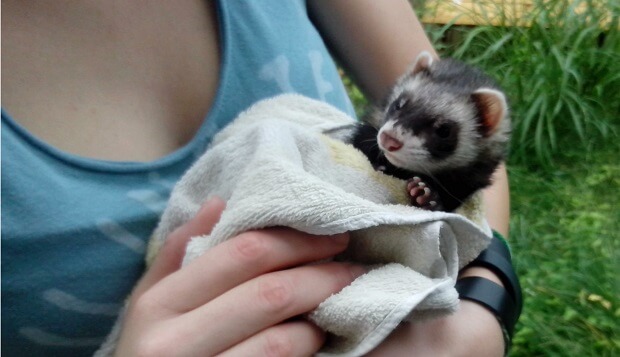 do ferrets like baths