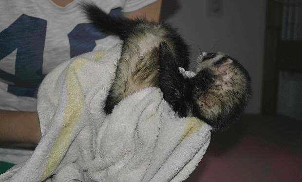 dry the ferret with a towel after bath