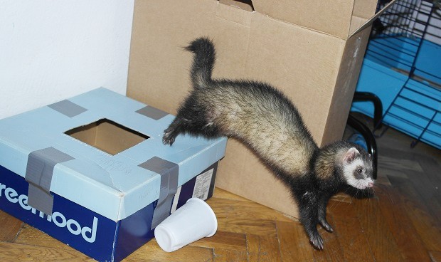 ferret after bath