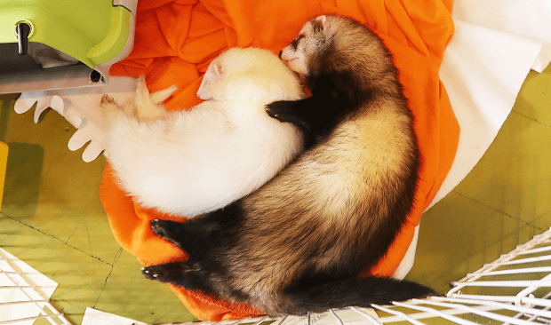 ferret body type