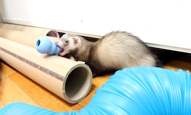 Best hotsell ferret toys