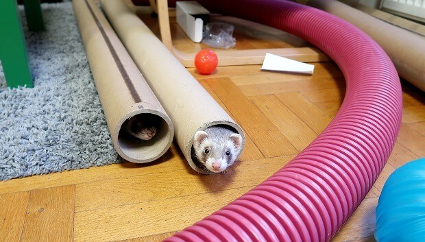 ferret tube