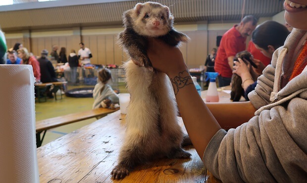 Bulldog ferret for hot sale sale