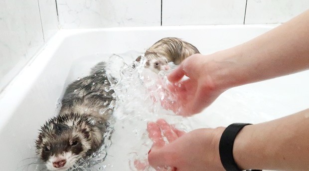 come fare il bagno a un furetto