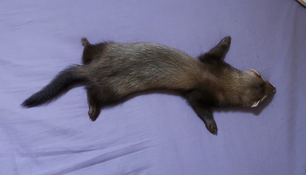 why do ferrets sleep so much