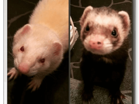 Gordi and Harpi1