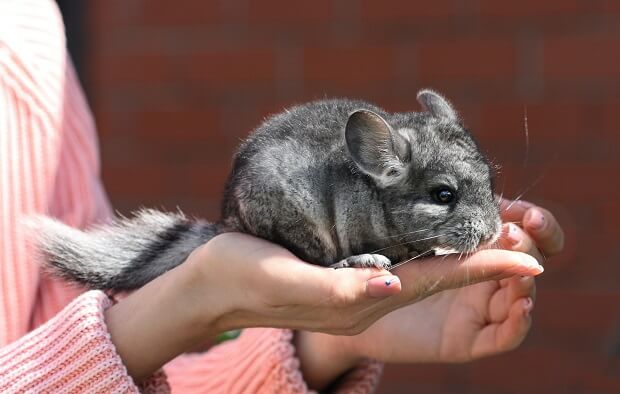 chinchilla and ferret