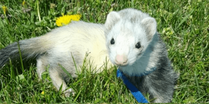 1ferret