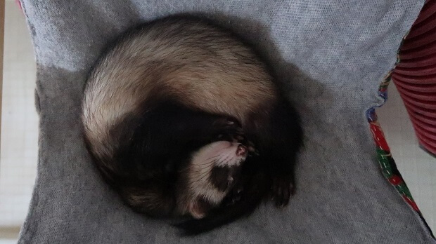 2-ferrets-sleep-e1486378157523