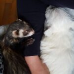 Ferret and dog
