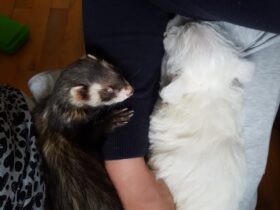 Ferret and dog